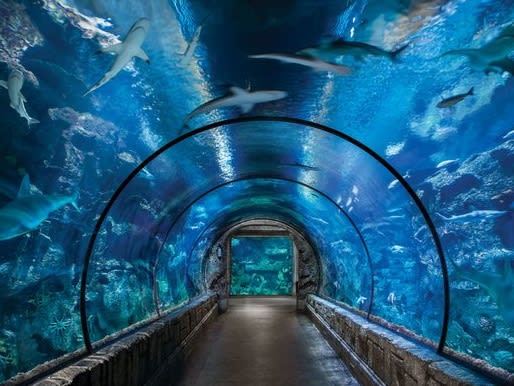 鯊魚礁水族館| ©Yelp