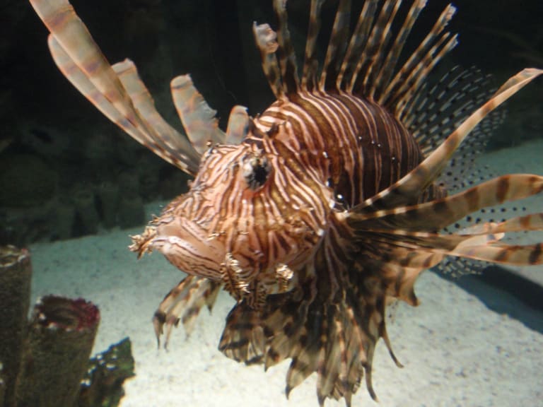 水族館的魚類| ©Dutch Boyd