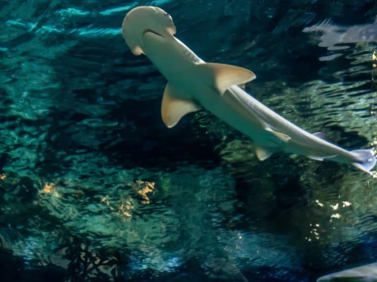 鯊魚礁水族館| ©mark byzewski
