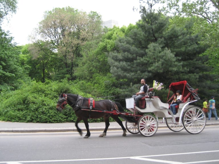 中央公園馬車遊| ©Cliff Dix