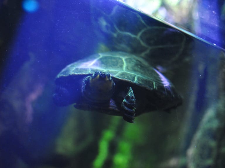 Turtles at the Aquarium| ©angela n