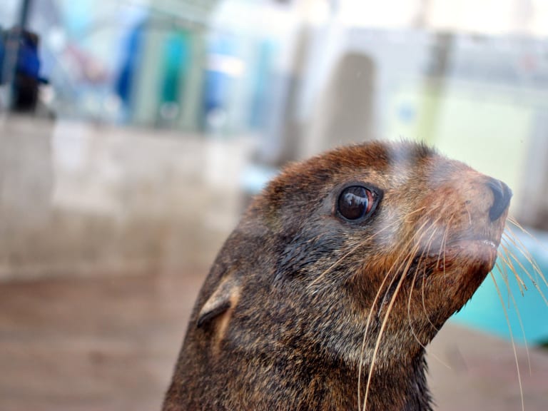 水族館的海豹| ©angela n.