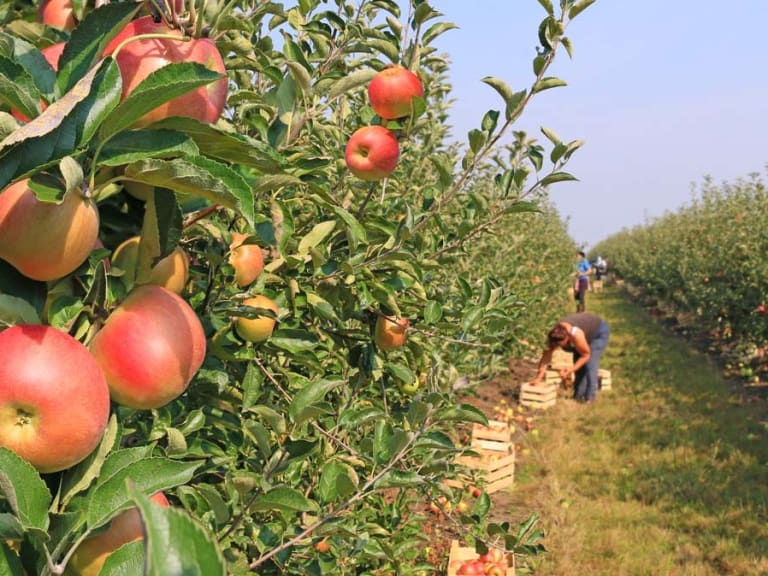 Apple Trees| ©Bureau