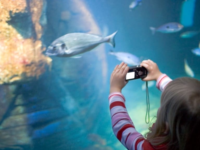Sea Life Aquarium| ©Caitlin Burke