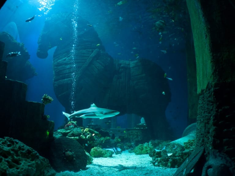 Aquarium Horse| ©Markus
