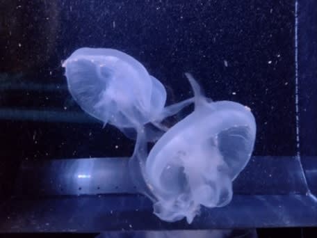 Meduzy w akwarium| ©Caroline B