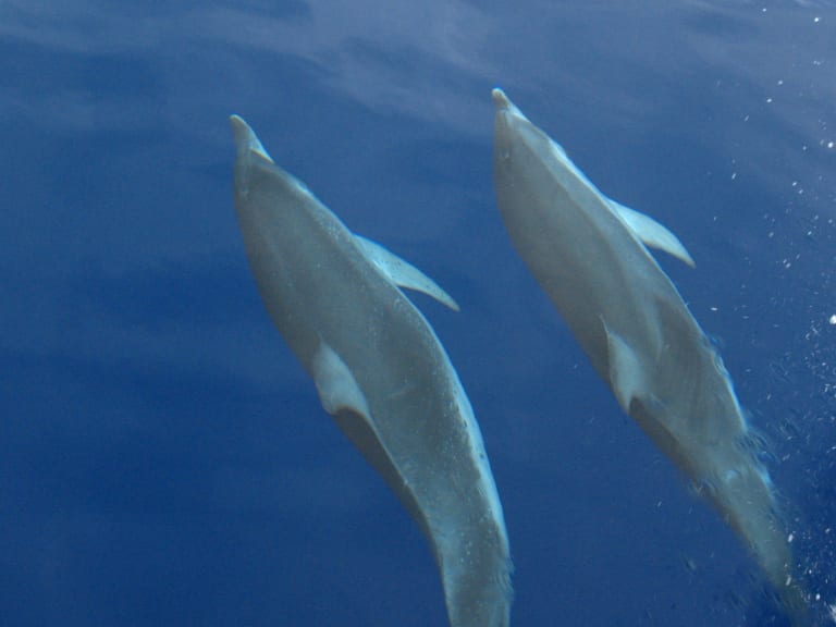 Dolphins in Funchal| ©Manoel Teixeira.