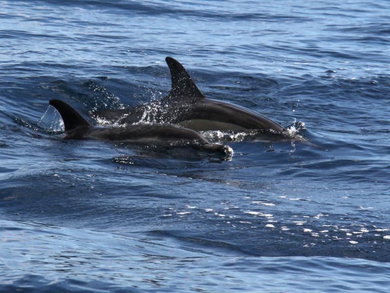 Black Dolphins| ©Ben Salter