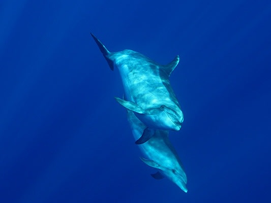 Dolphins Underwater| ©Pedro Ferrão Patrício