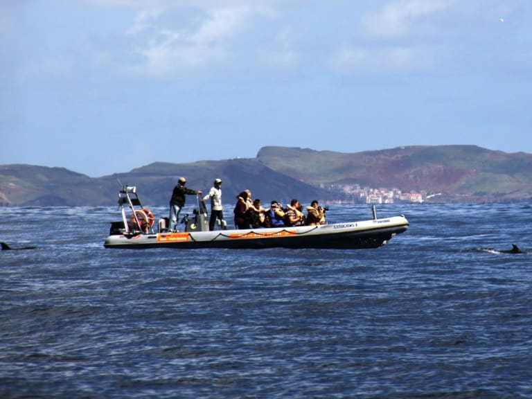 Dolphin Tour| ©Ben Salter