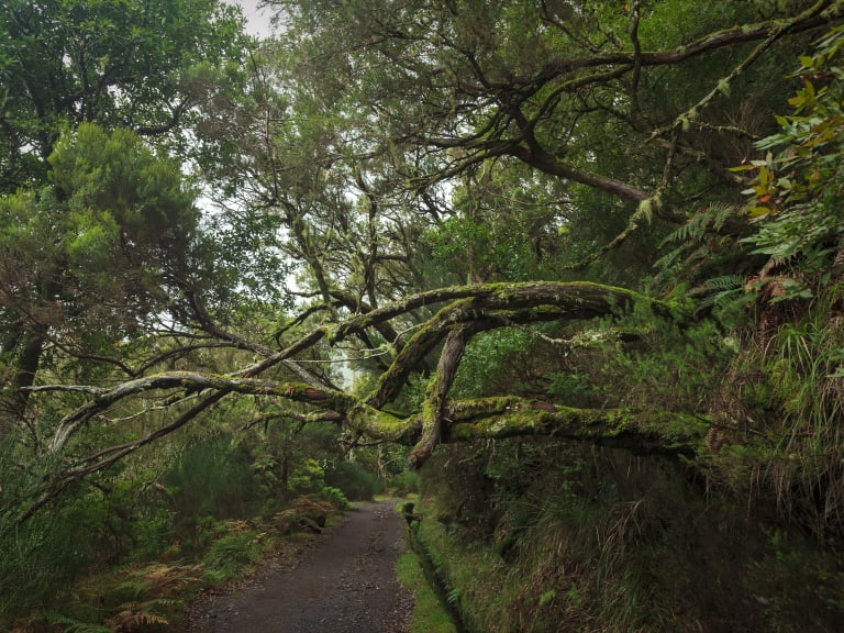 Las laurisilva| ©Dmitry Sakharov