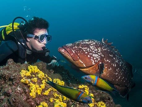 在 Garajau 自然保護區潛水| ©MeroDiving