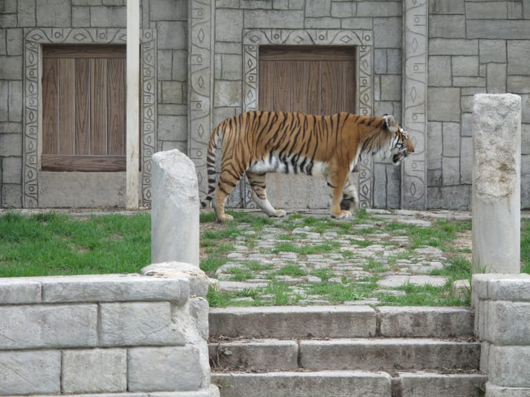 科爾多瓦動物園的老虎| ©Emilio I. Panizo