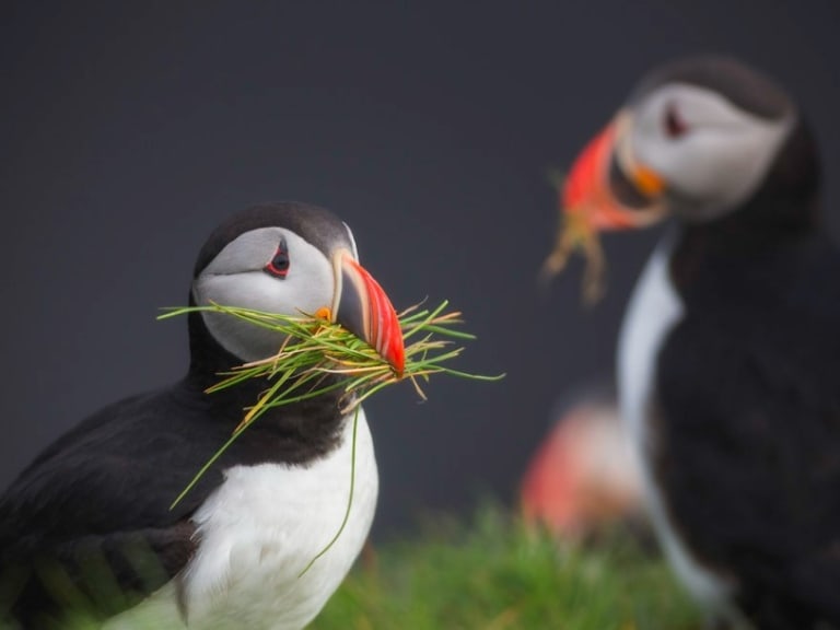 餵食海鹦| ©Iurie Belegurschi