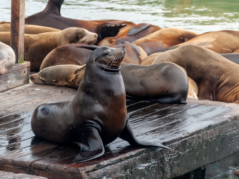 Pier 39| ©David Vives