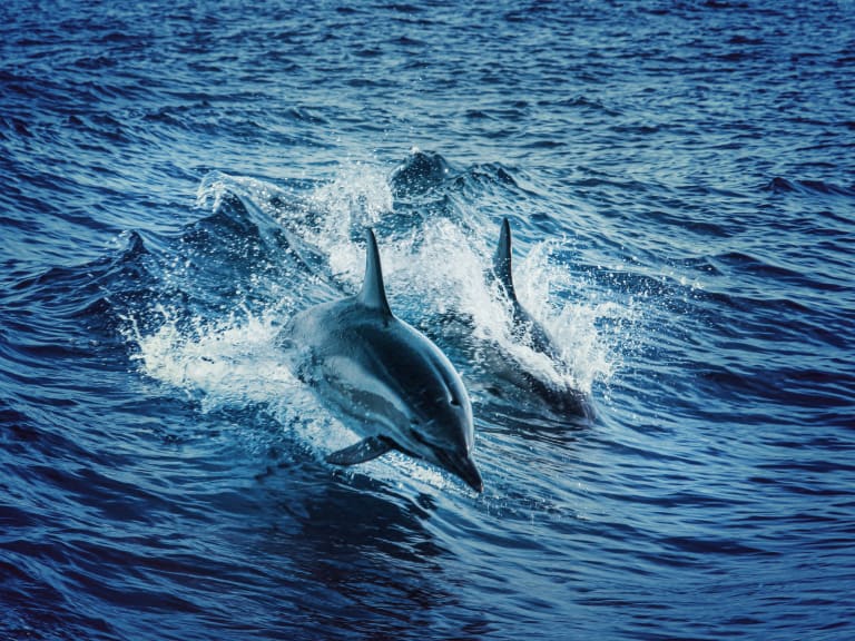 海豚| ©Tom Swinnen