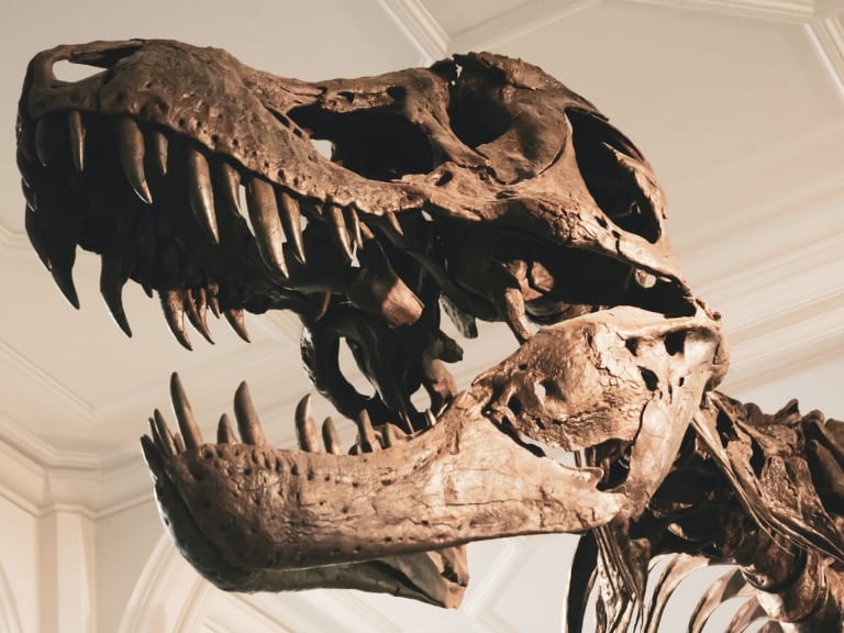 szkielet dinozaura| © Jon Butterworth
