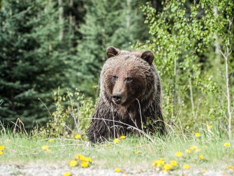 Niedźwiedź brunatny na szlaku| ©Gregory Rogers
