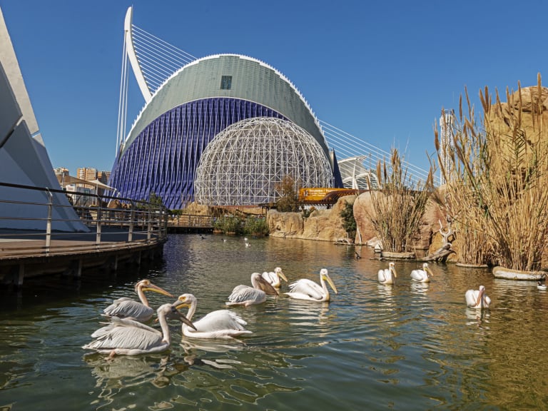 The Oceanogràfic| ©MAVARAS