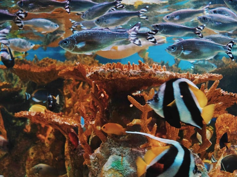 水族館內色彩繽紛的魚群|©naomi tamar