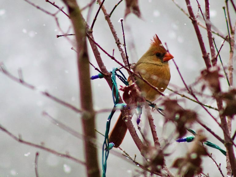 Cardinal in the snow| ©Austin Tate