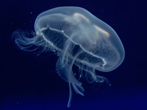 水母| ©stlouisaquarium