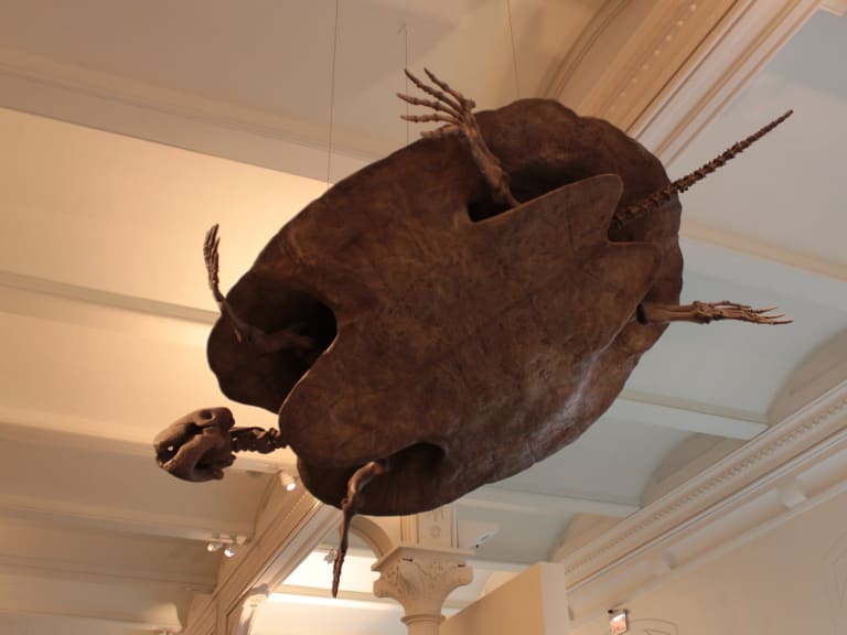 American Museum of Natural History|©KatieThebeau