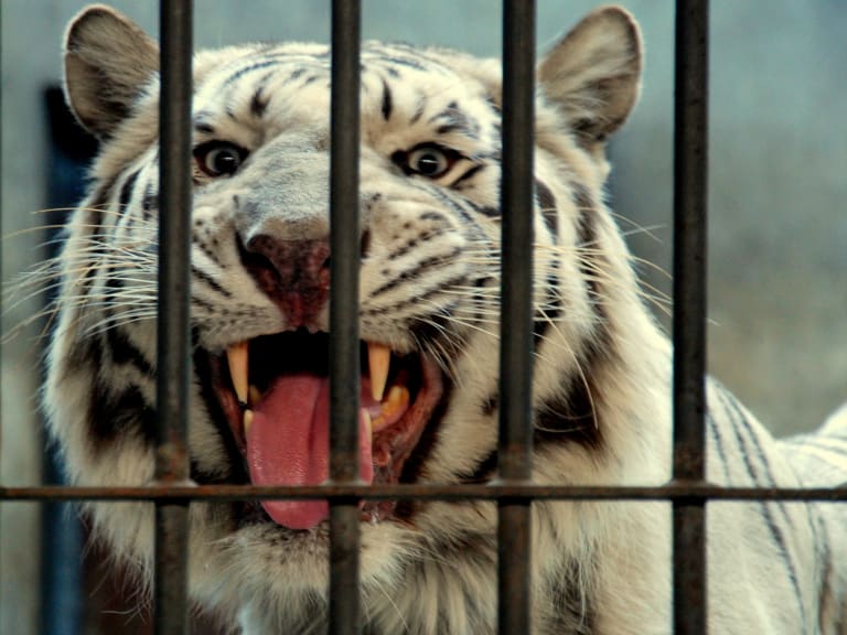 動物園| ©Michael McDonough
