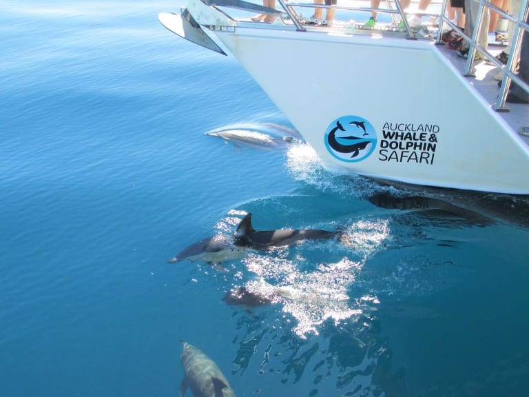 Auckland dolphins|©Calvina Chua