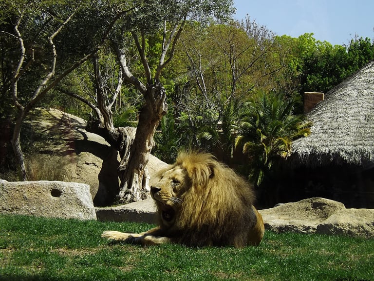 動物園裡的獅子| ©Marisa Tárraga