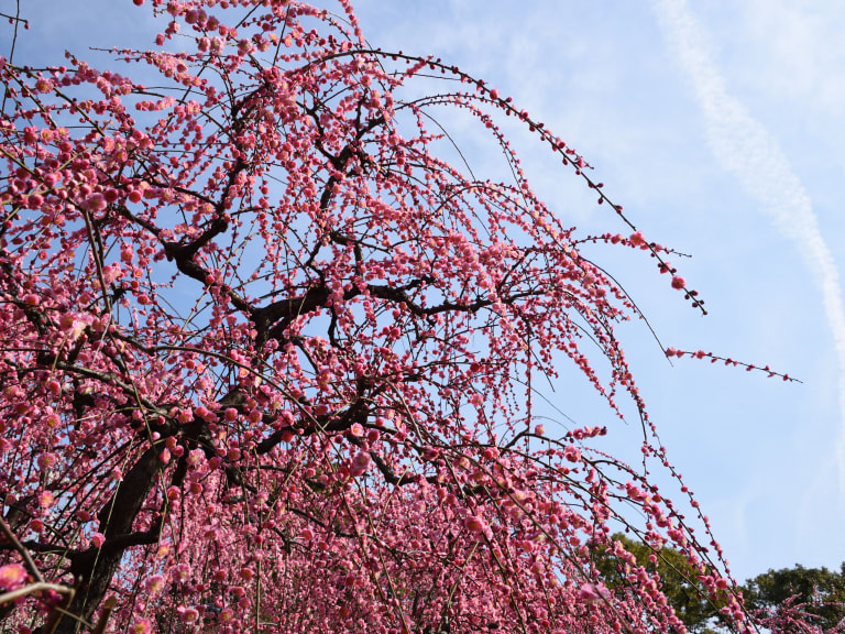 梅花| ©Hirotsugu Y