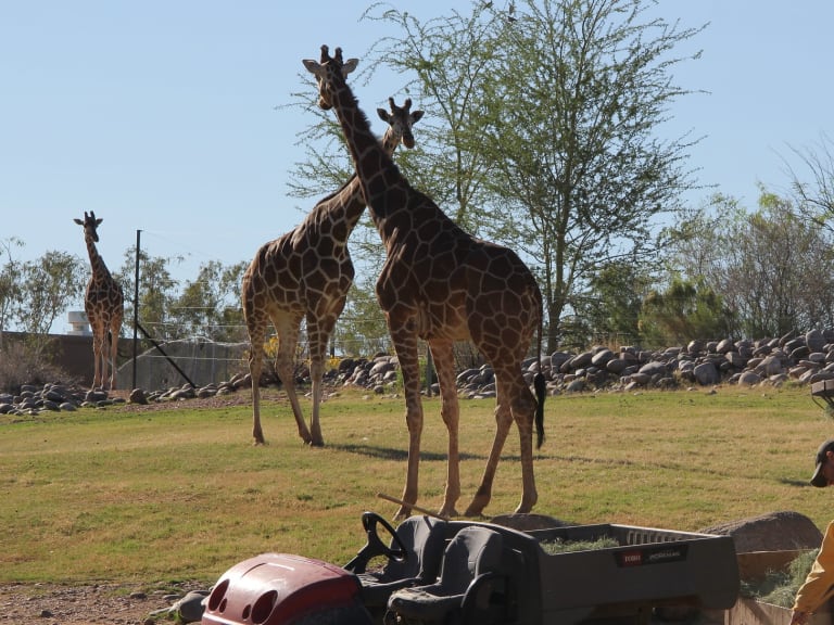 鳯凰城動物園|©africankelli africankelli