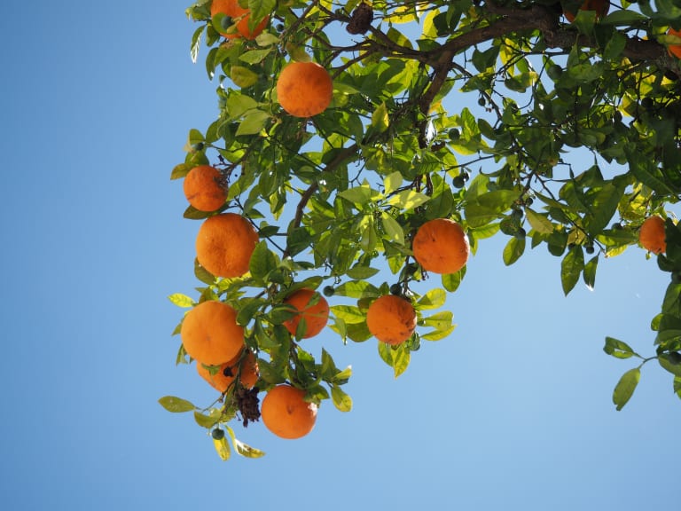 Algarve Oranges| ©Jill Payette