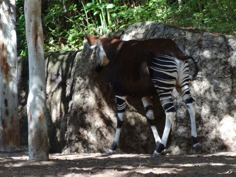 聖地牙哥動物園|©MattCC716