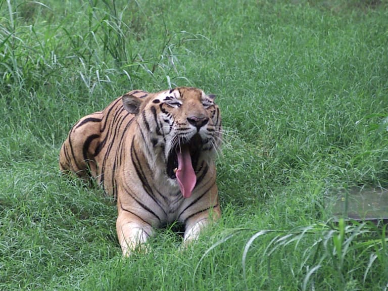 Animal del Parque Zoológico Nacional de Nueva Delhi | ©Public.Resource.Org