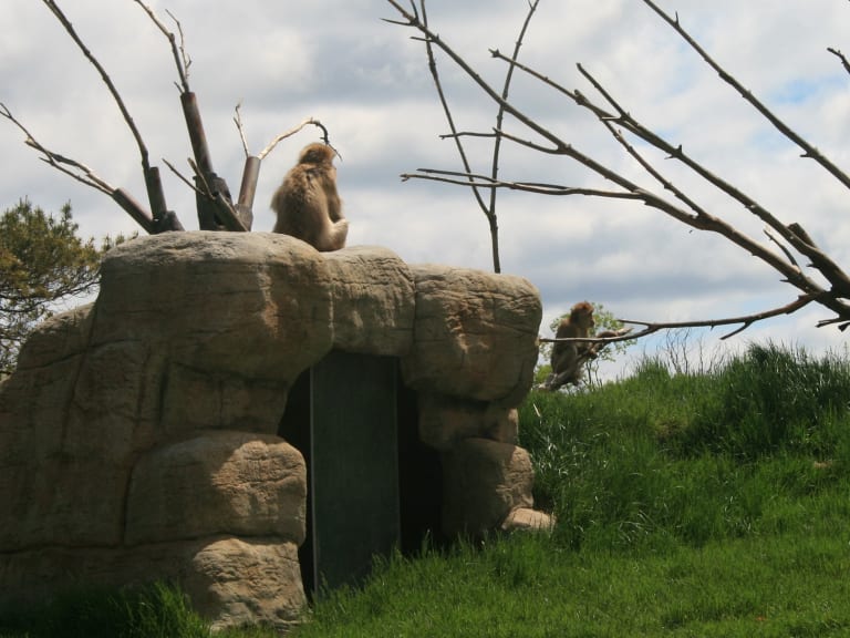多倫多動物園|©Maurício Mahalem