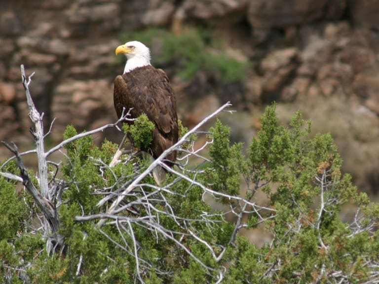 Eagle in a tree|©Verde Canyon Railroad
