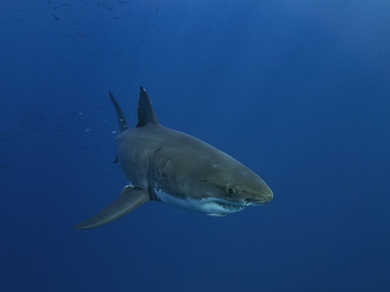 Grey shark at sea|© Gerald Schömbs 