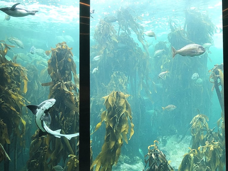 雙洋水族館|©Mauro Astolfi