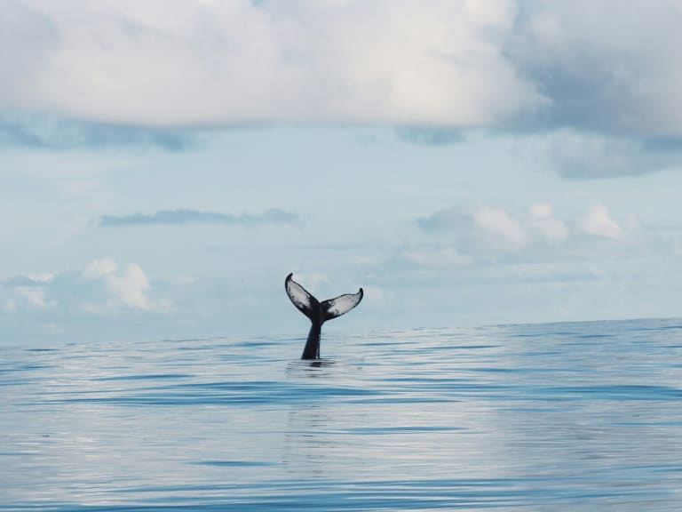 whale watching at sea|© Phoebe Dill