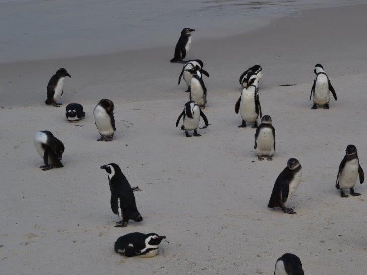 Penguin Colony, Table Mountain National Park|©roddavid