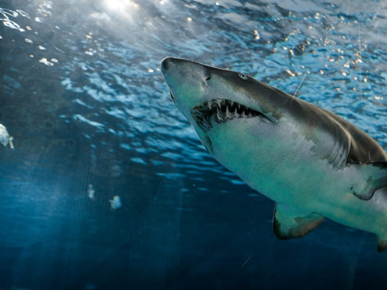 shark at sea|© Marcelo Cidrack 