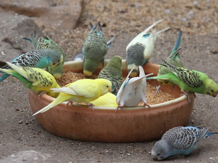 WORLD OF BIRDS. WILDLIFE SANCTUARY &amp; MONKEY PARK.|©jose romeu de abreu