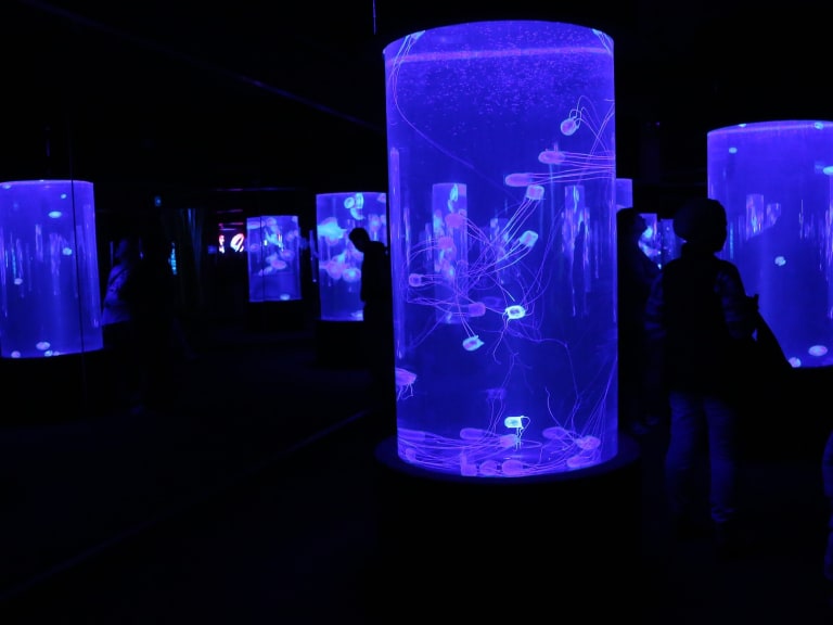 Two Oceans Aquarium, Cape Town|©flowcomm