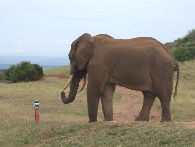 Addo Elephant Park|©andrea.juergen