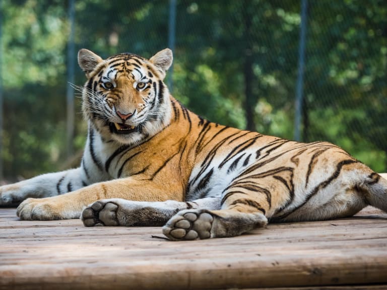 tiger world|©Scott Ritchie