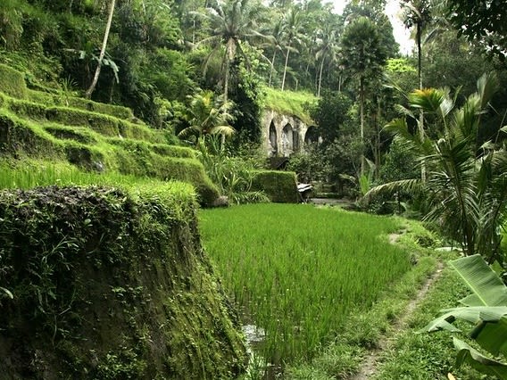 terrazze di riso a Bali|©Nick Botter