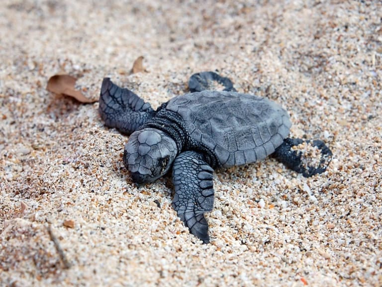 Baby tartaruga marina|©Neimon