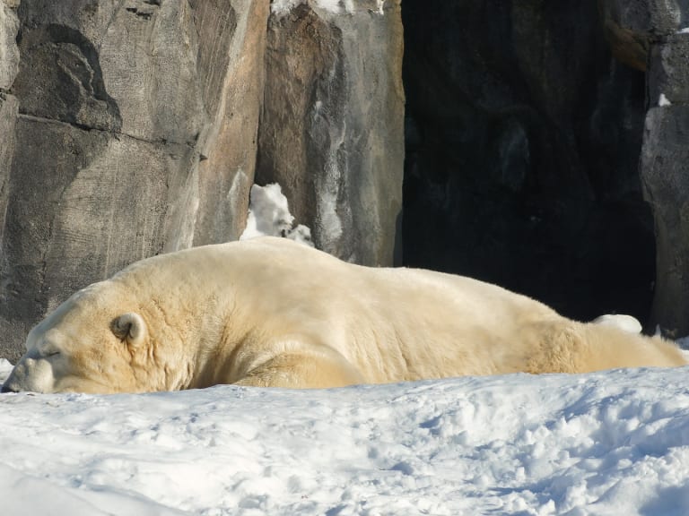 Zoológico de Alaska | ©CB in AK
