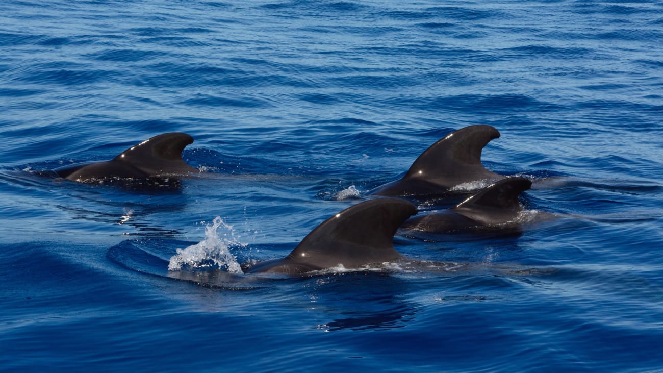 Whale watching a Tenerife